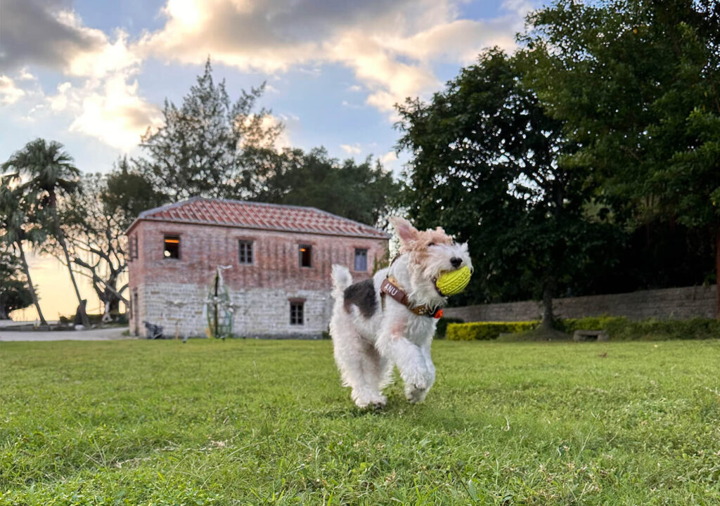 Wire Fox Terrier Playing Fetch in the Park