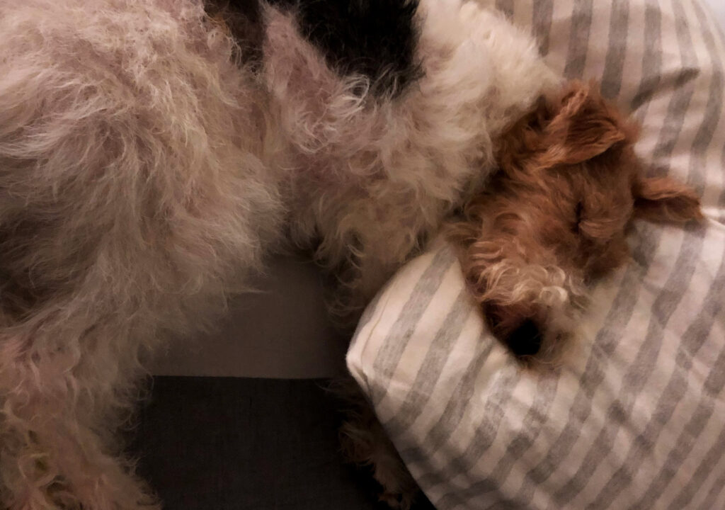 Wire Fox Terrier Sleeping on a Pillow