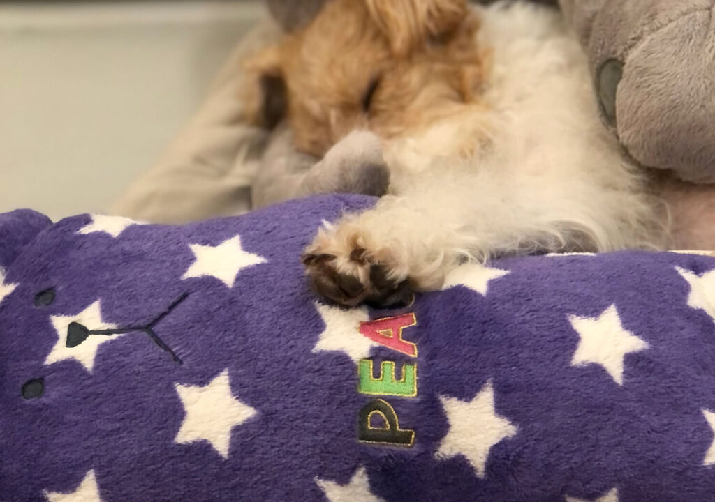 Wire Fox Terrier Sleeping with Soft Toys