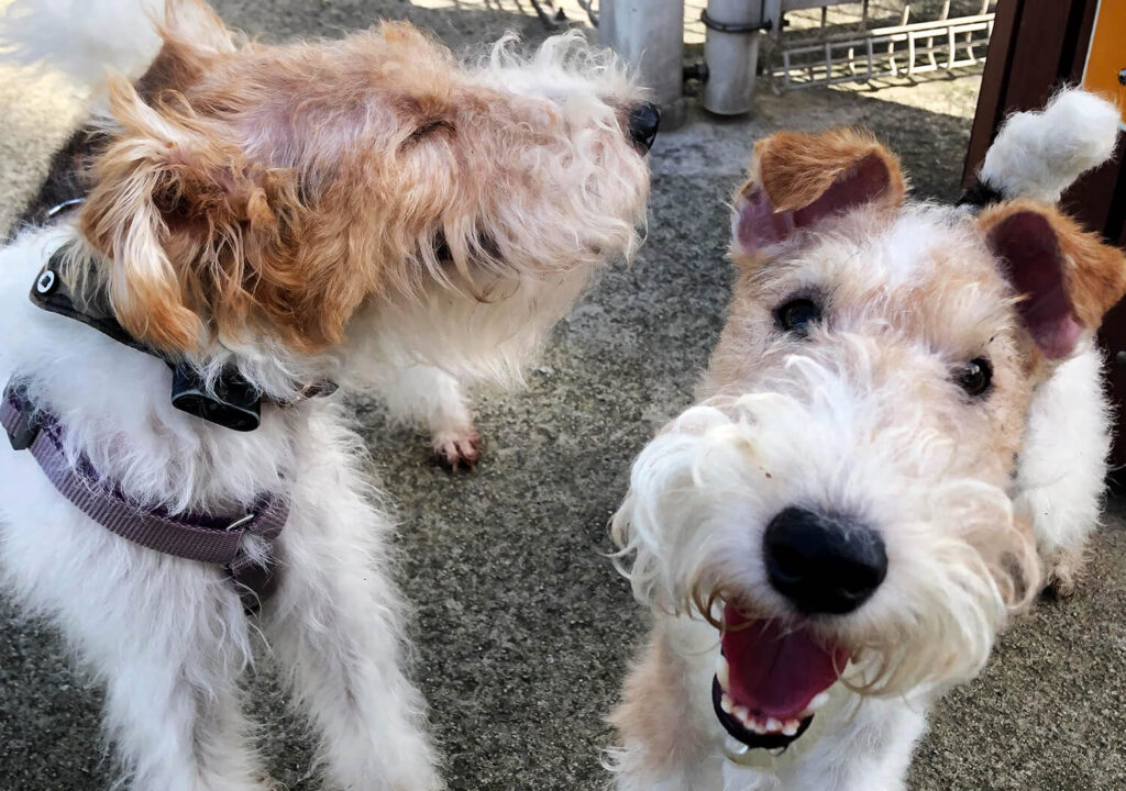 Two Wire Fox Terriers Socializing