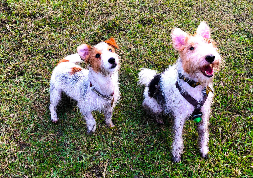 Wire Fox Terrier Socializing with a Jack Russell