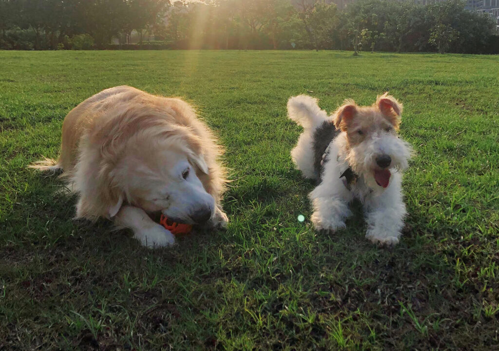 Wire Fox Terrier Socializing with a Golden Retriever