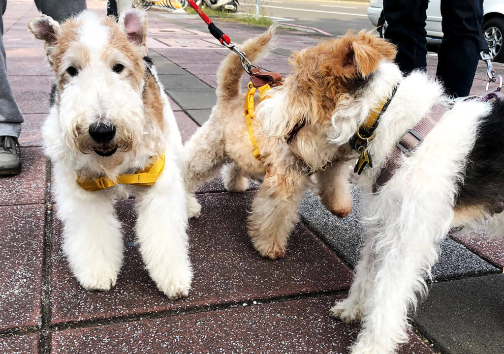 Wire Fox Terrier Socializing with a Lakeland Terrier