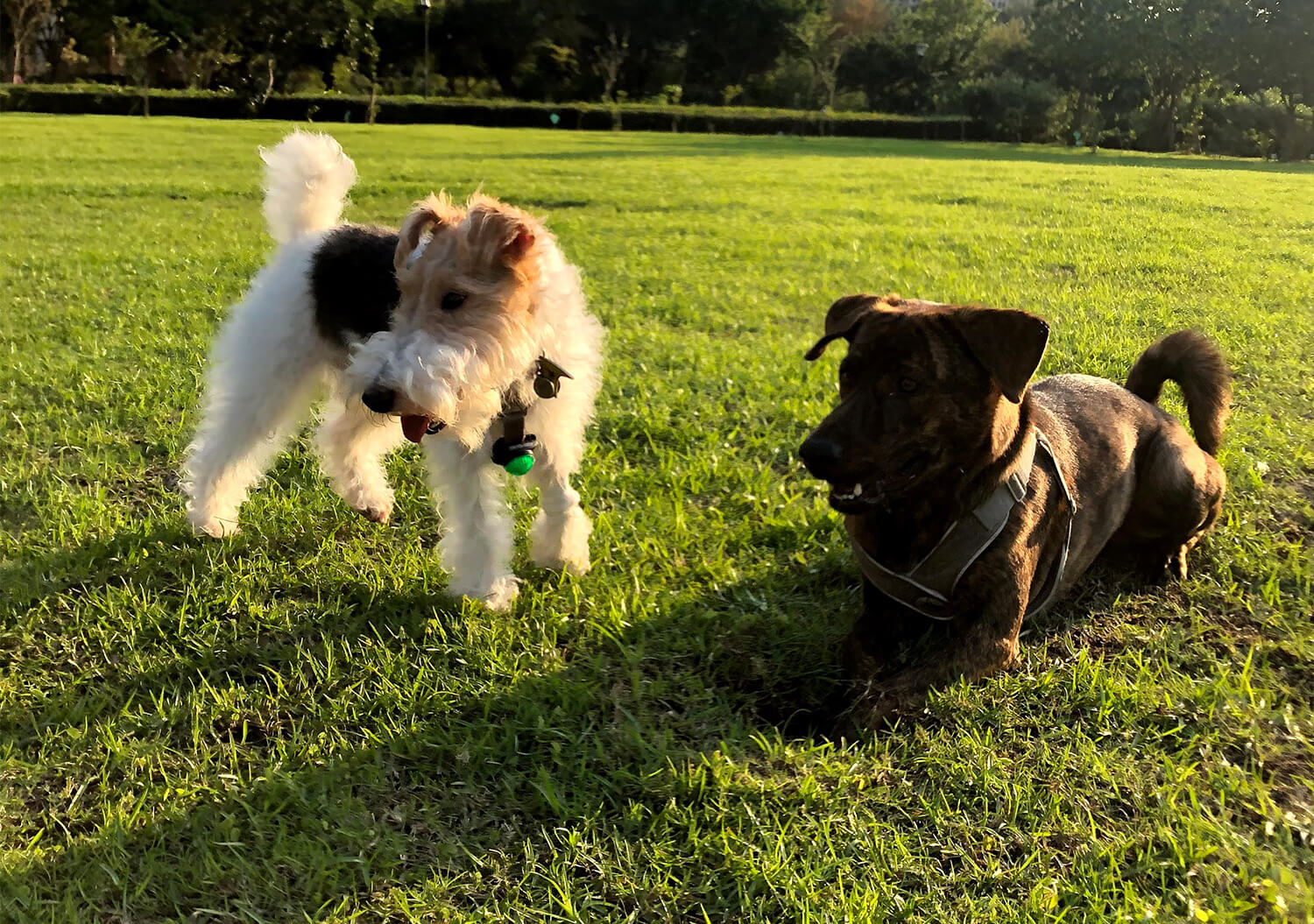 Wire Fox Terrier Socializing with a Mix