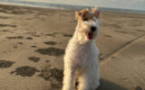 Wire Fox Terrier Sitting and Smiling on a Beach