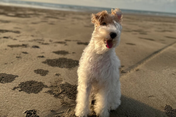 Wire Fox Terrier Sitting and Smiling on a Beach