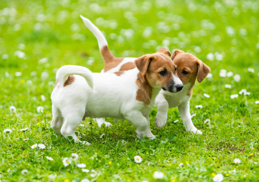 Two Jack Russell Playing in the Field