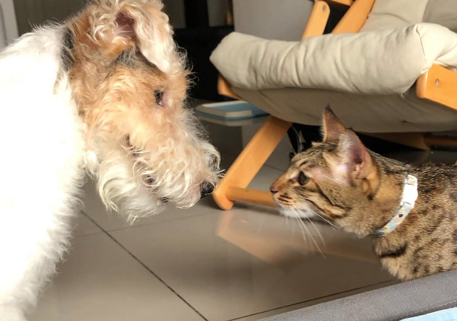 Wire Fox Terrier Socializing with a Cat