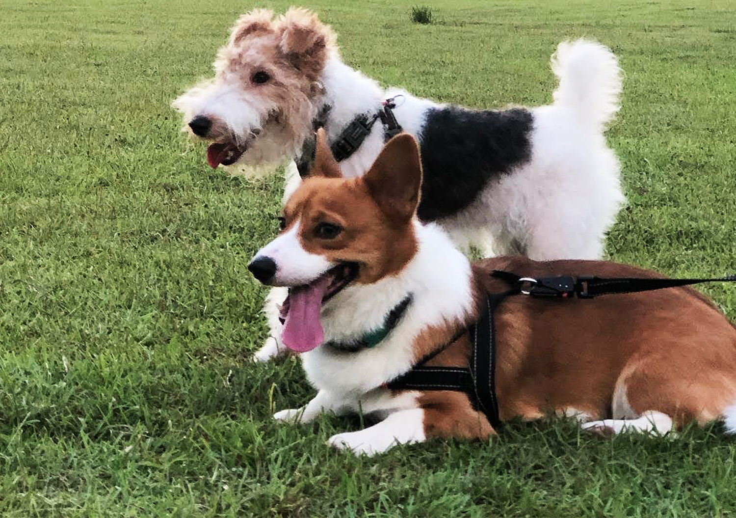 Wire Fox Terriers Socializing with Corgi