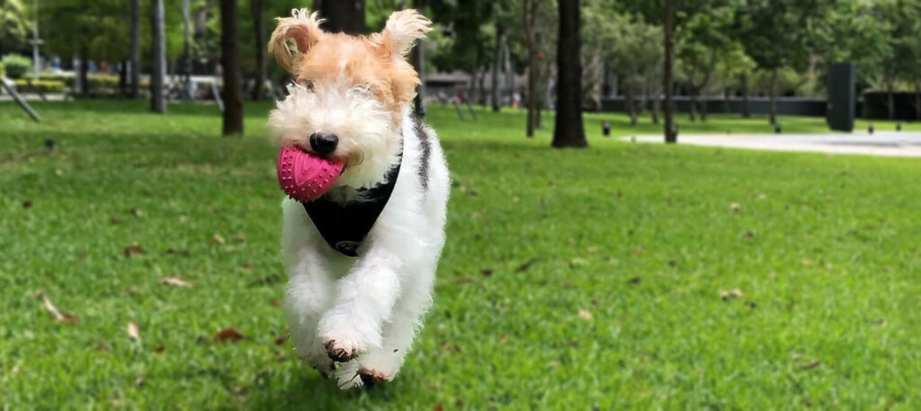 Wire Fox Terrier Playing Fetch with Pink Ball