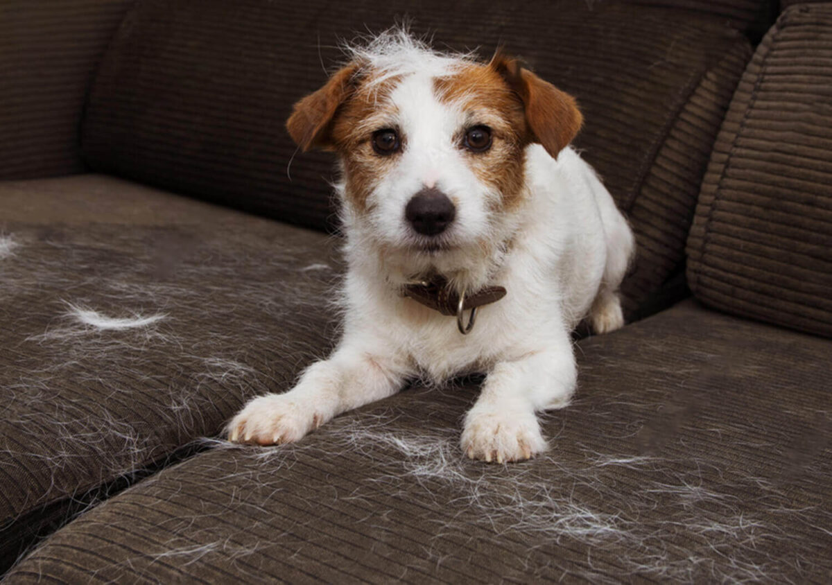 Jack Russell Shedding on Couch