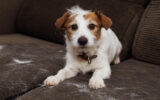 Jack Russell Shedding on Couch