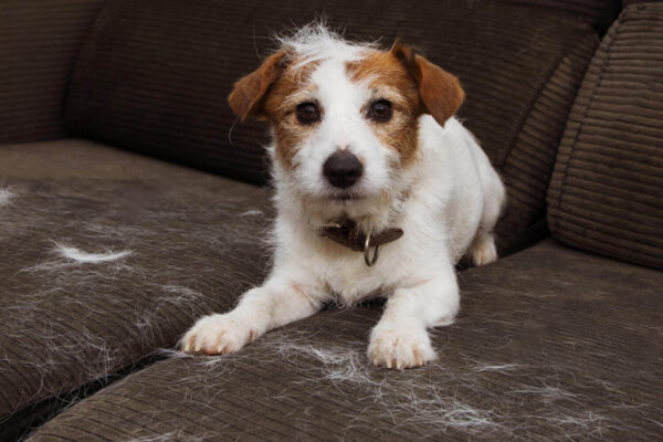 Jack Russell Shedding on Couch