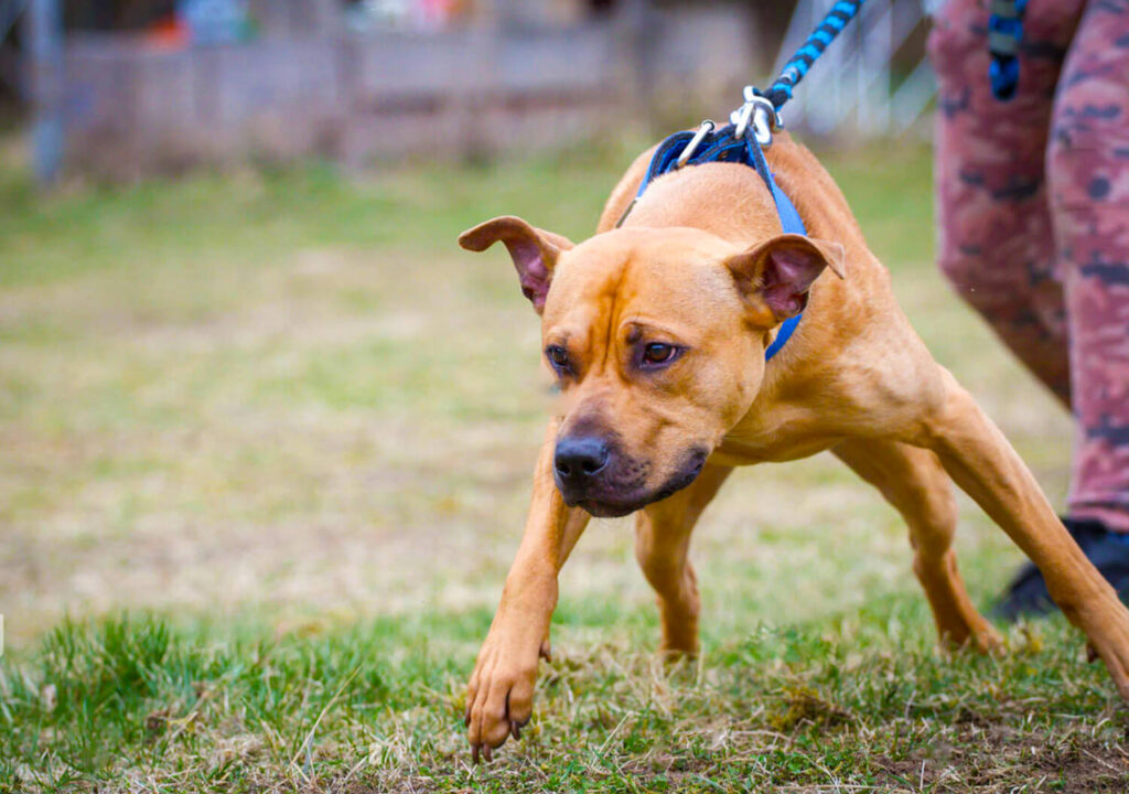 fawn american pit bull terrier pulled back by a leash