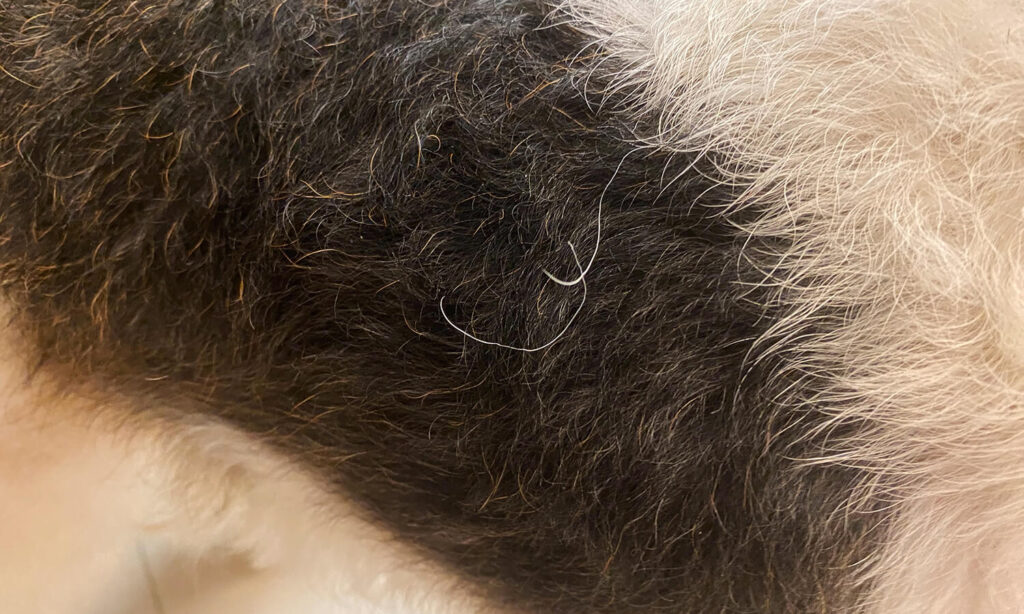 Wire Fox Terrier Shedding Hair Strands