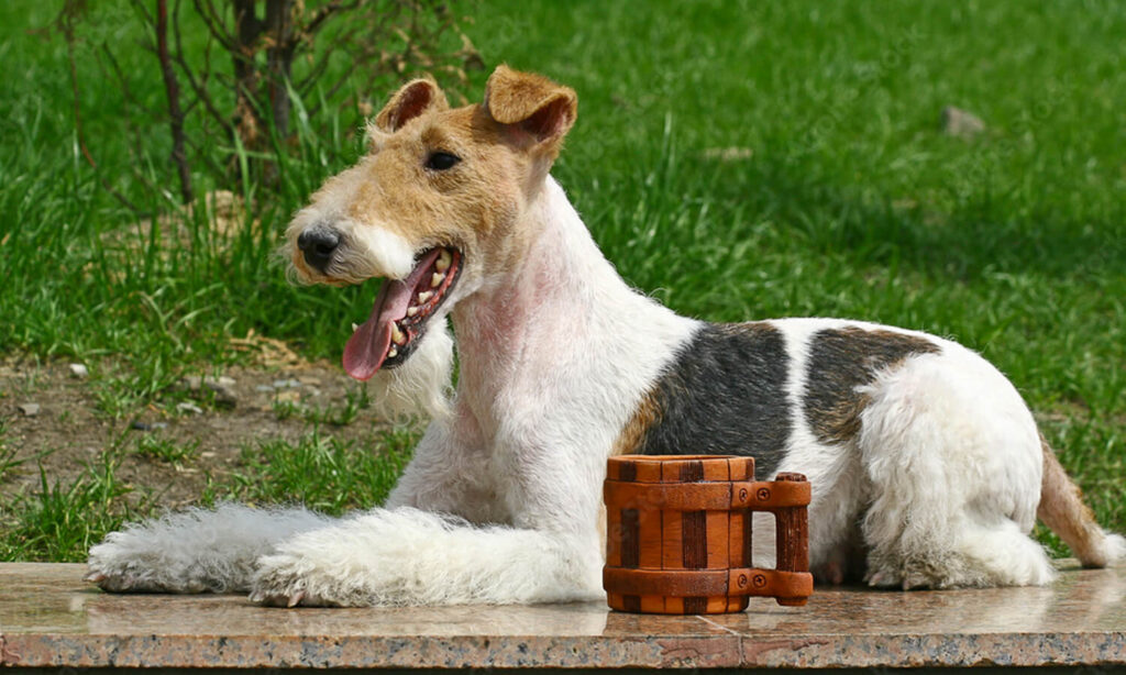 Wire hair fox shop terrier hypoallergenic dogs