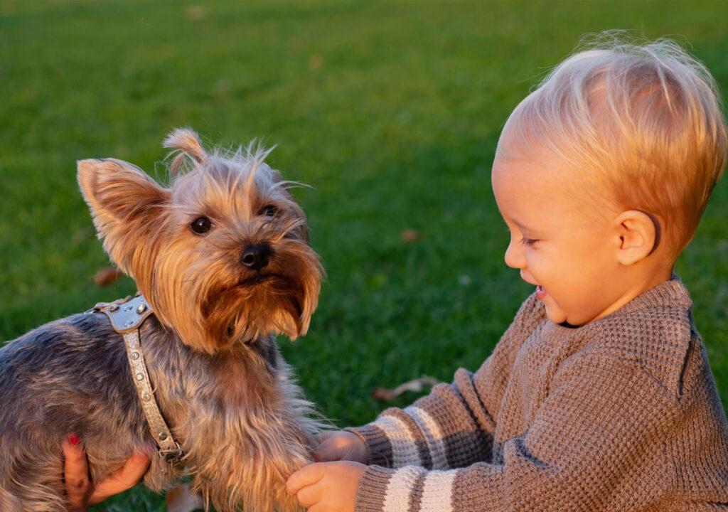 toddler playing with yorkshire