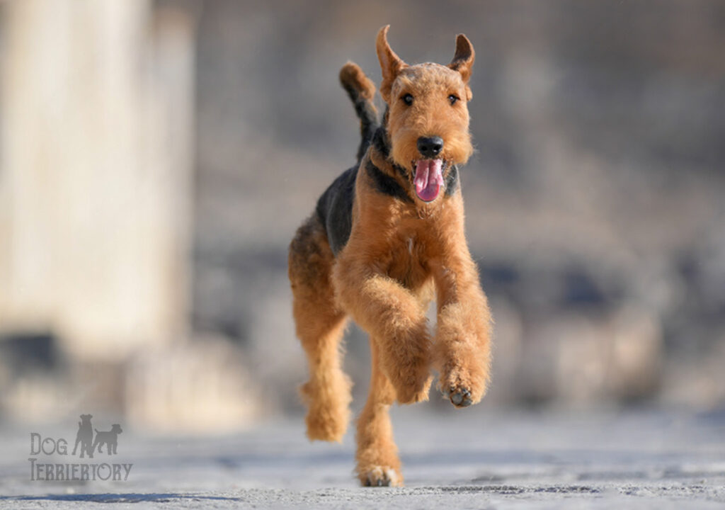 Airedale Terrier Running