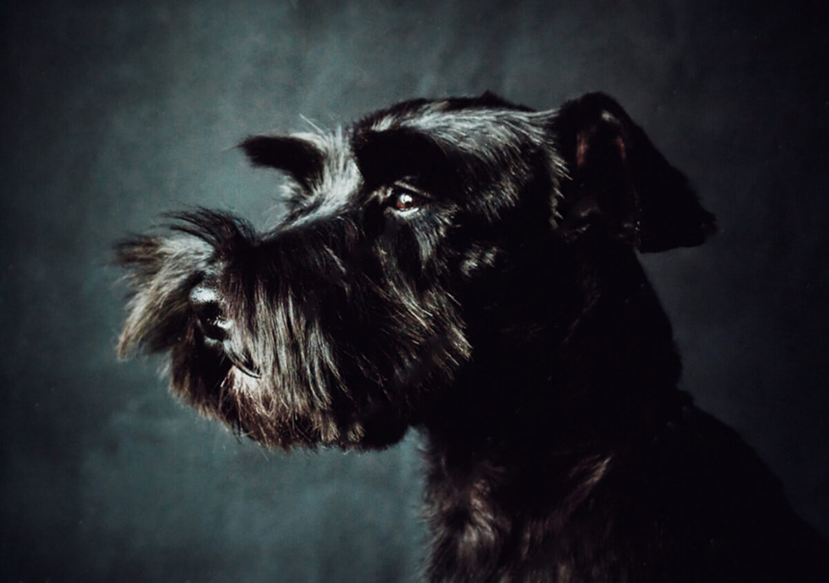 Miniature Schnauzer Profile