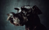 Miniature Schnauzer Profile