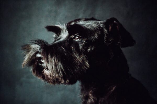 Miniature Schnauzer Profile