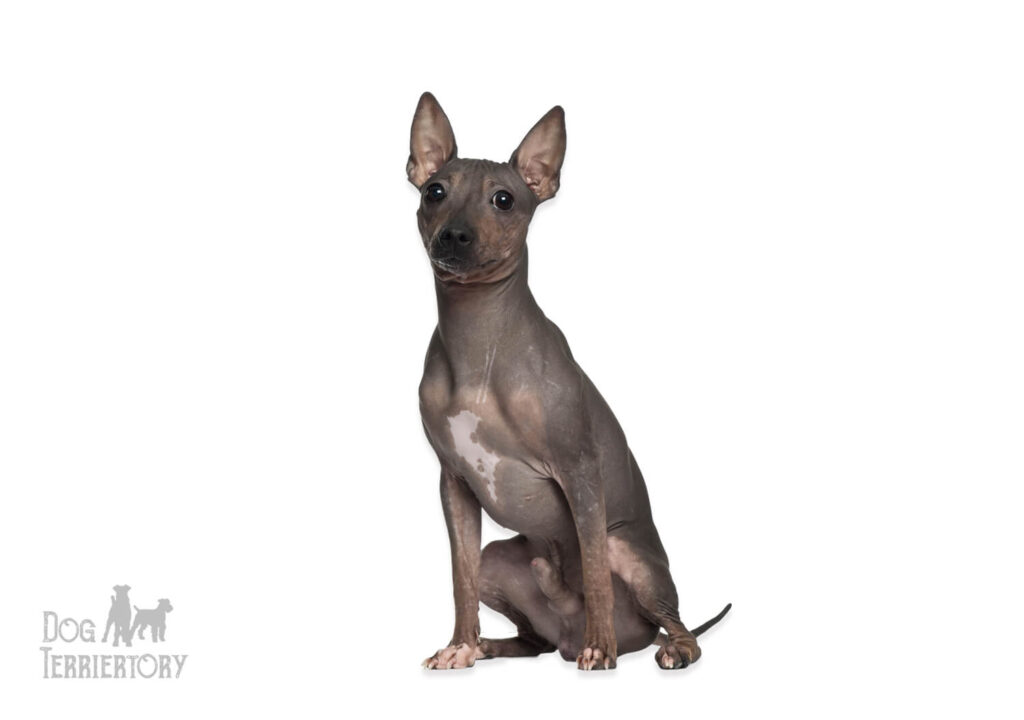 American Hairless Terrier