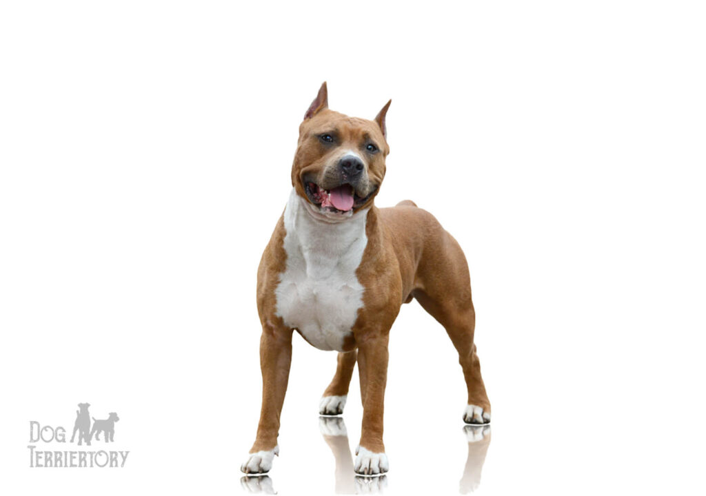 American Staffordshire Terrier