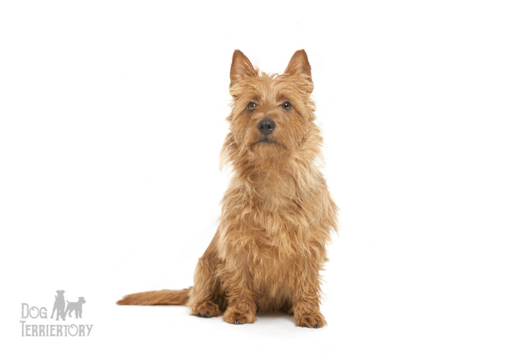 Australian Terrier