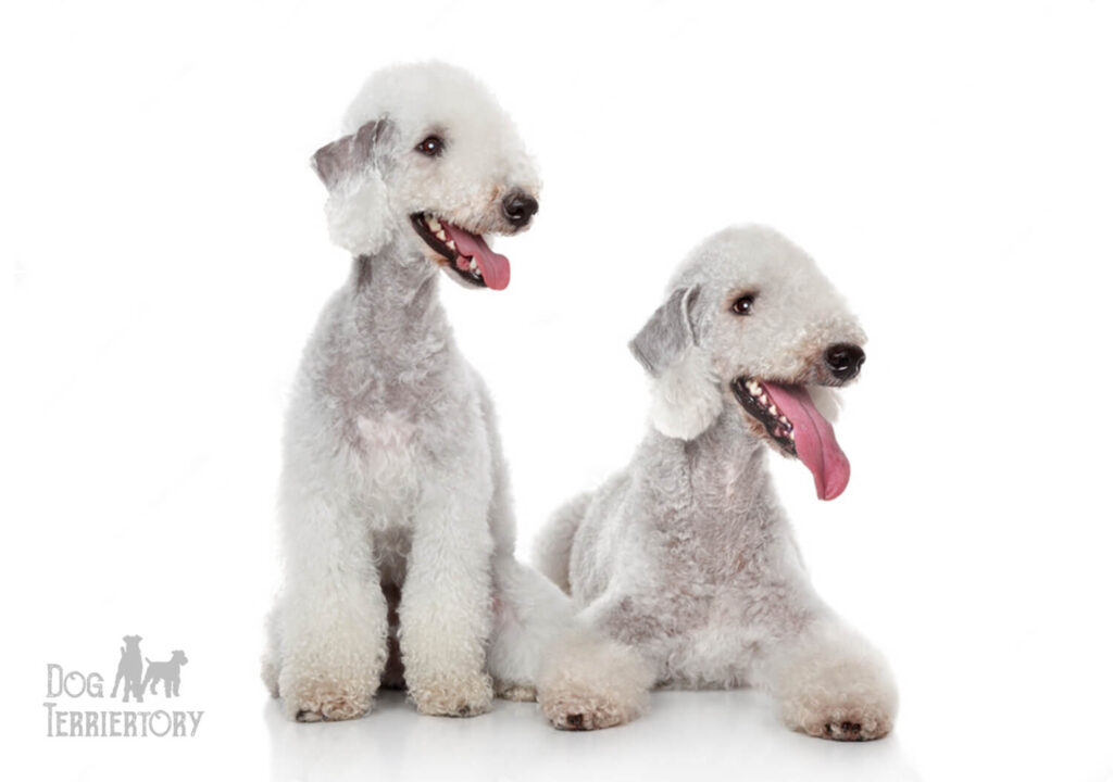 Bedlington Terrier