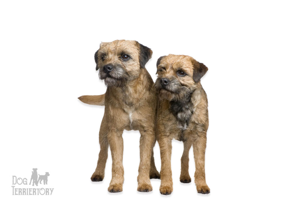 Border Terrier