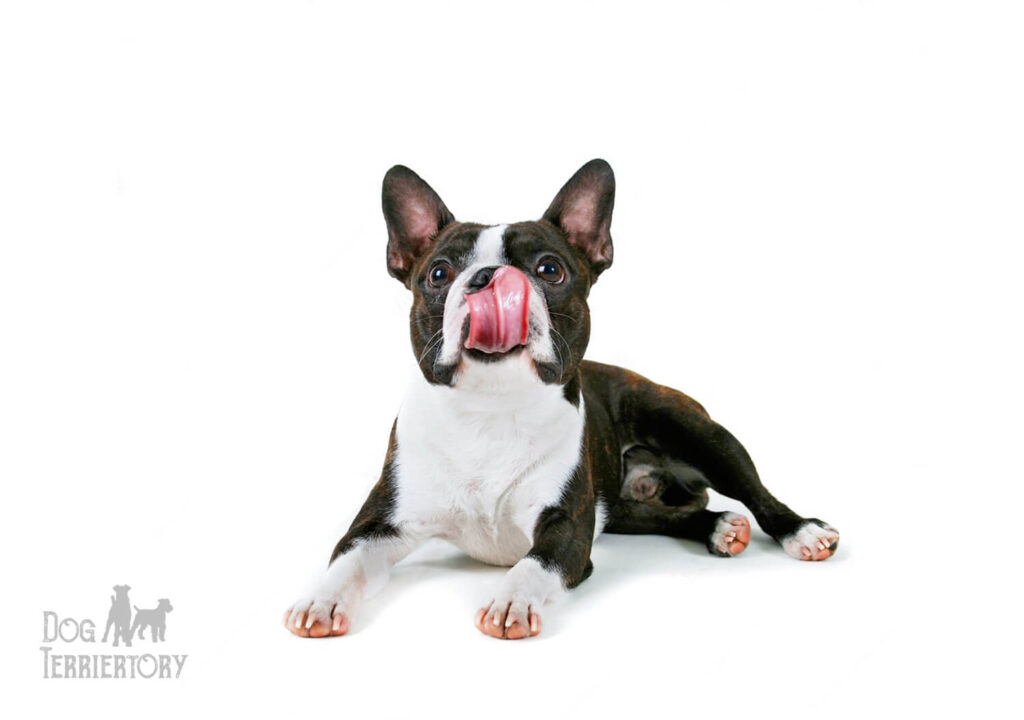 Boston Terrier