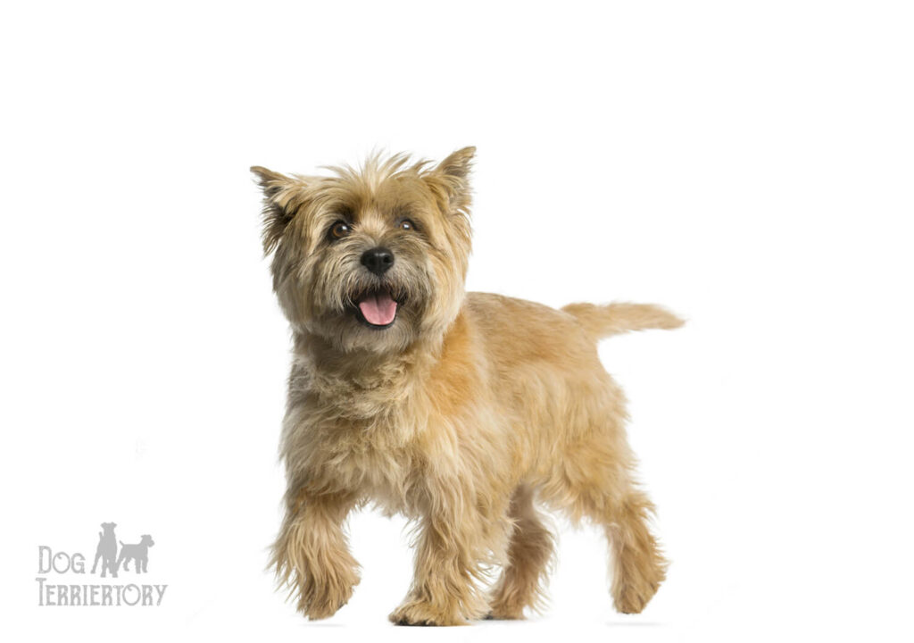 Cairn Terrier