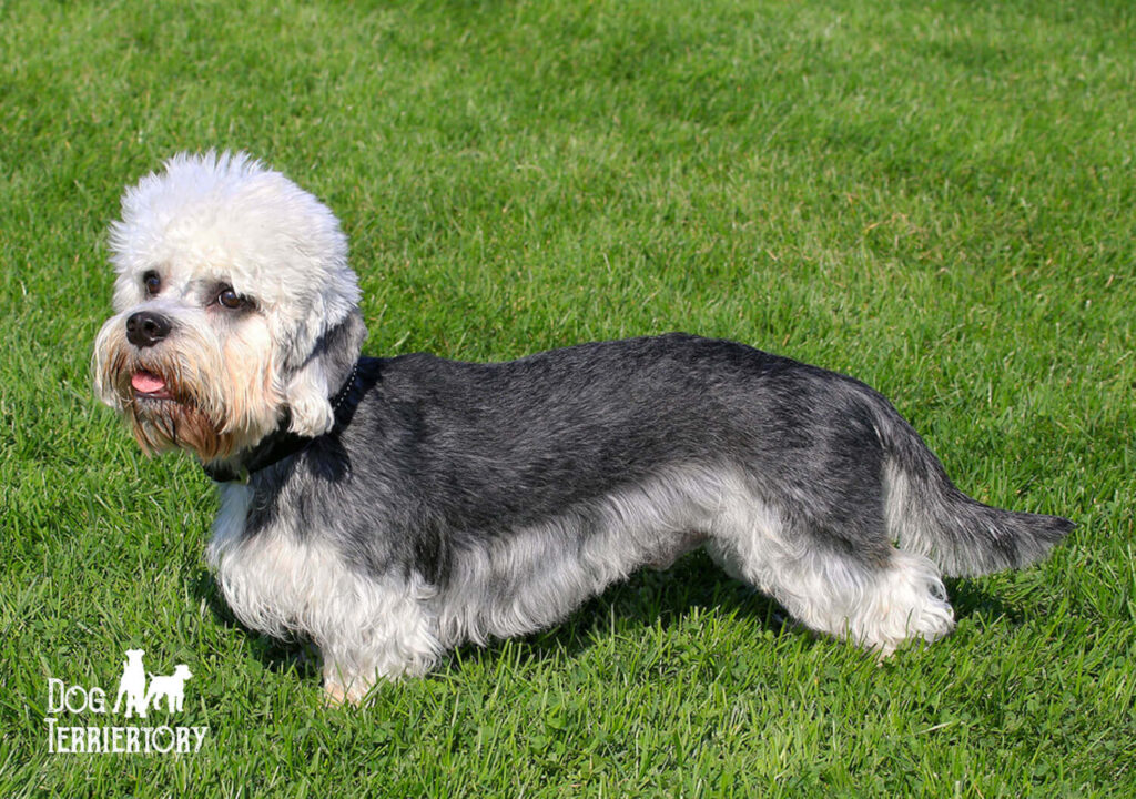 Dandie Dinmont Terrier