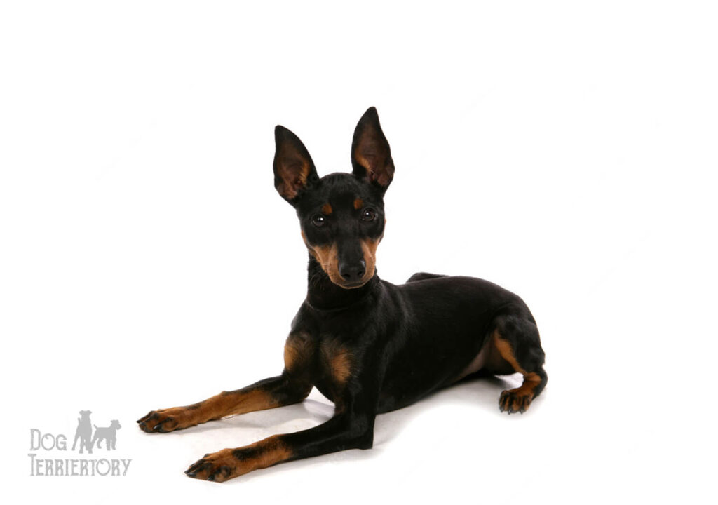 English Toy Terrier