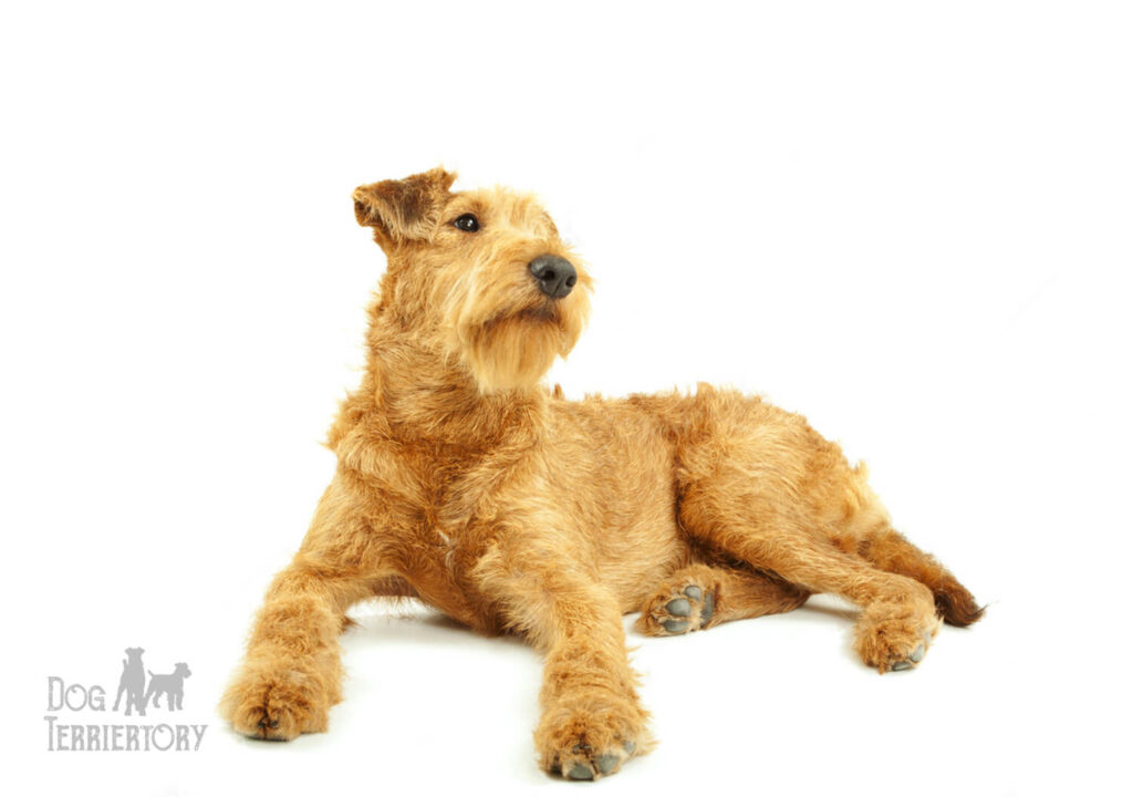 Irish Terrier