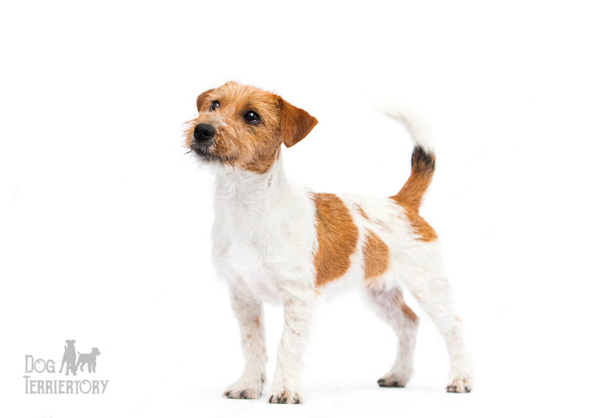 Jack Russell Terrier