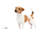 Jack Russell Terrier