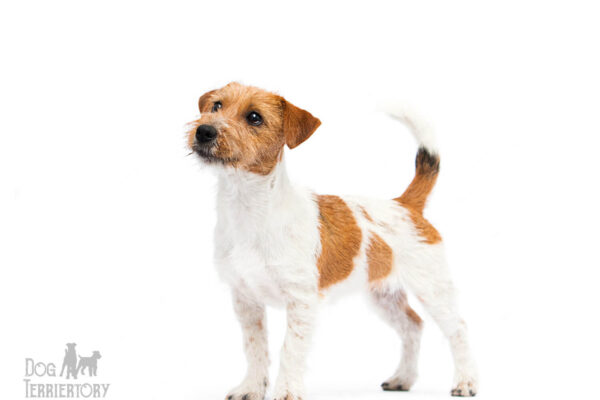 Jack Russell Terrier