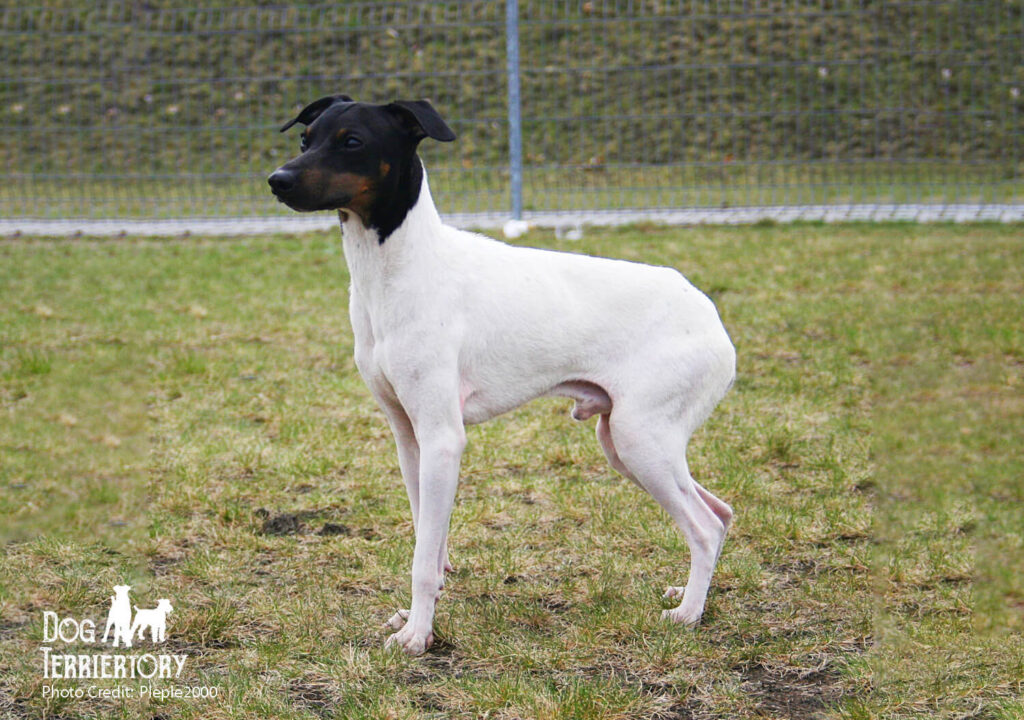 Japanese Terrier