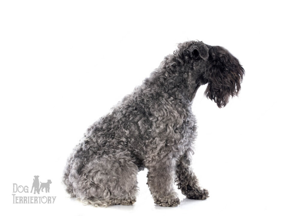 Kerry Blue Terrier