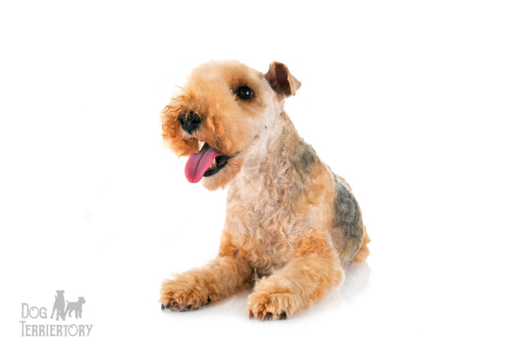 Lakeland Terrier