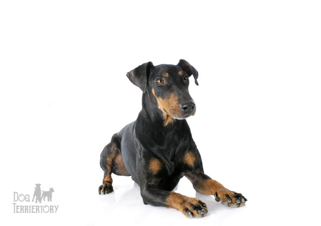 Manchester Terrier