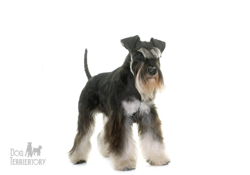 Miniature Schnauzer