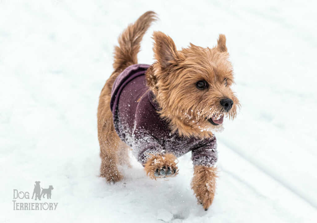 Norfolk Terrier