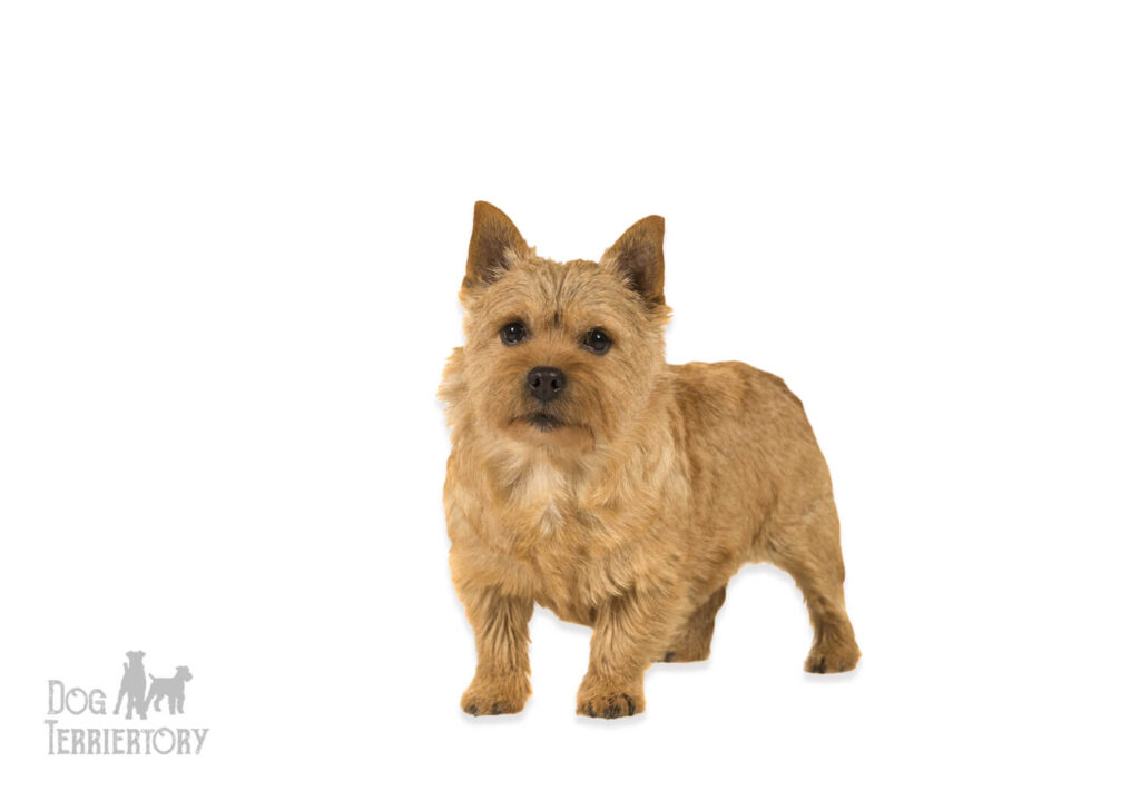 Norwich Terrier