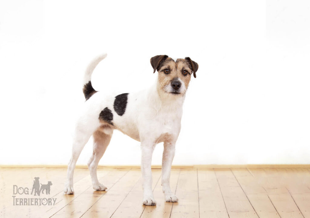 Parson Russell Terrier