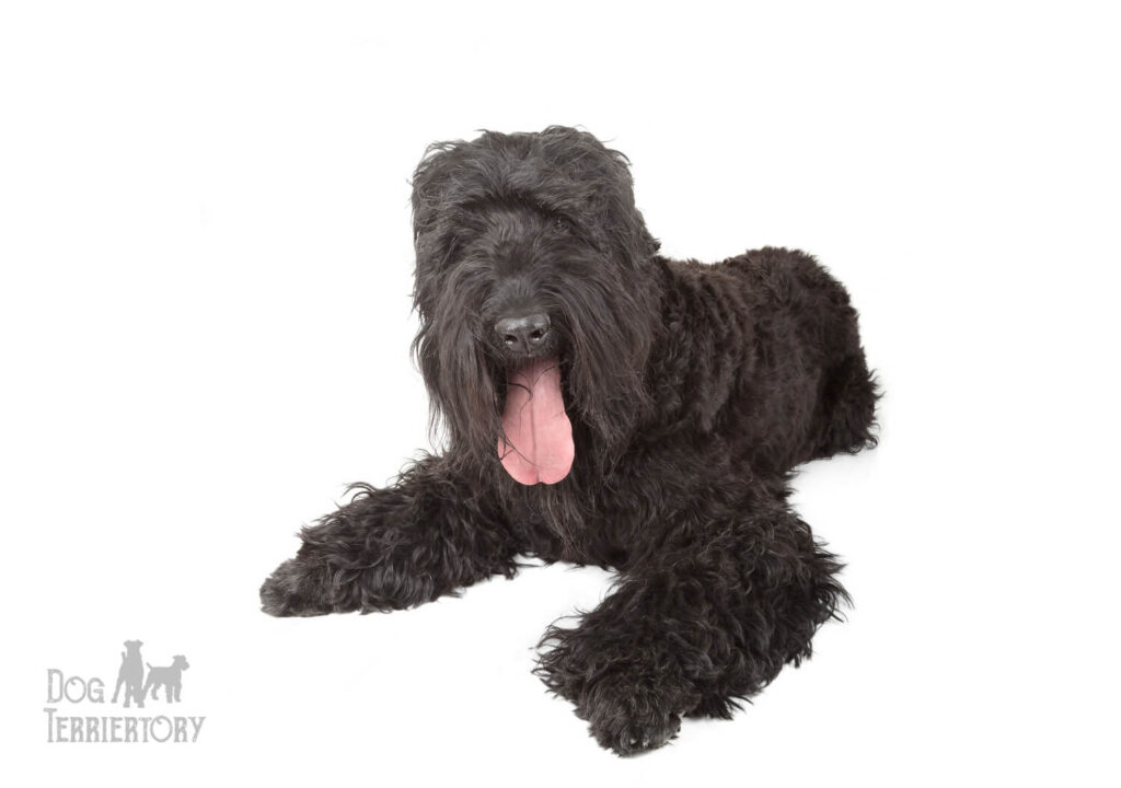 Black Russian Terrier