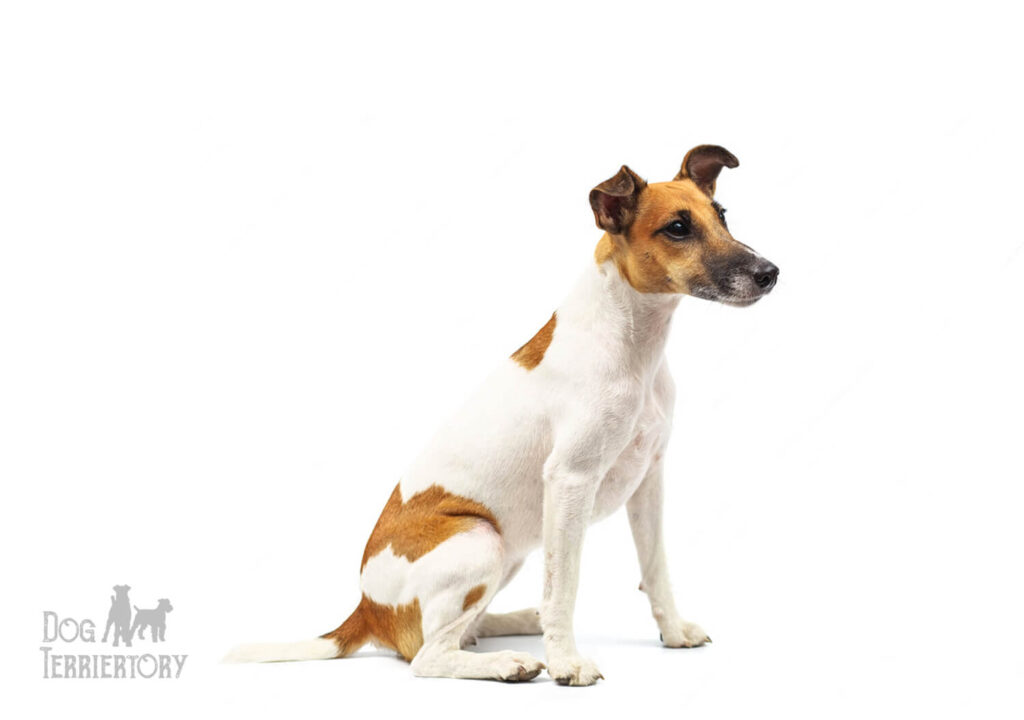 Smooth Fox Terrier