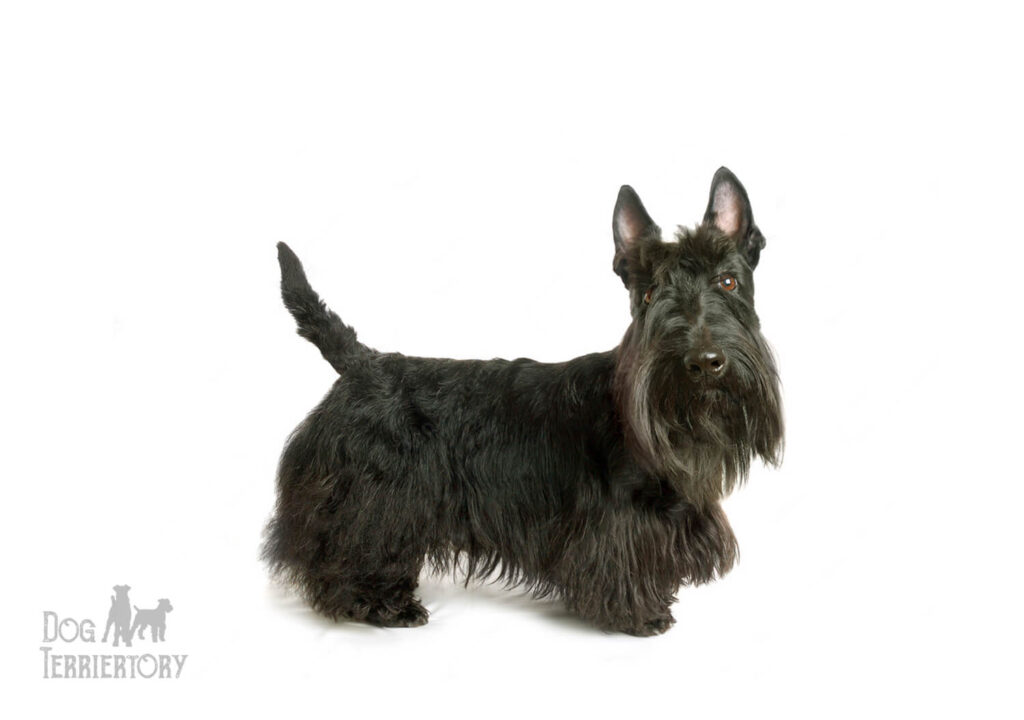 Scottish Terrier