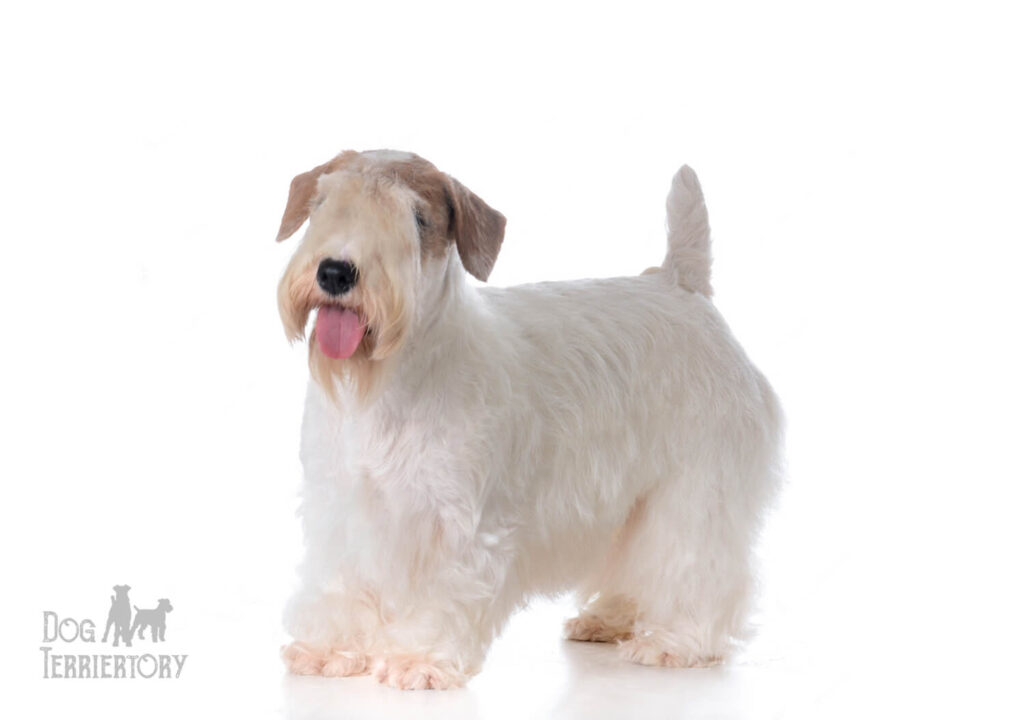 Sealyham Terrier